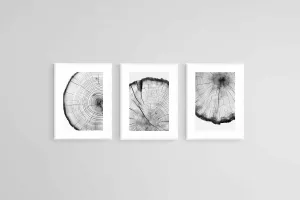 Tree Rings Set