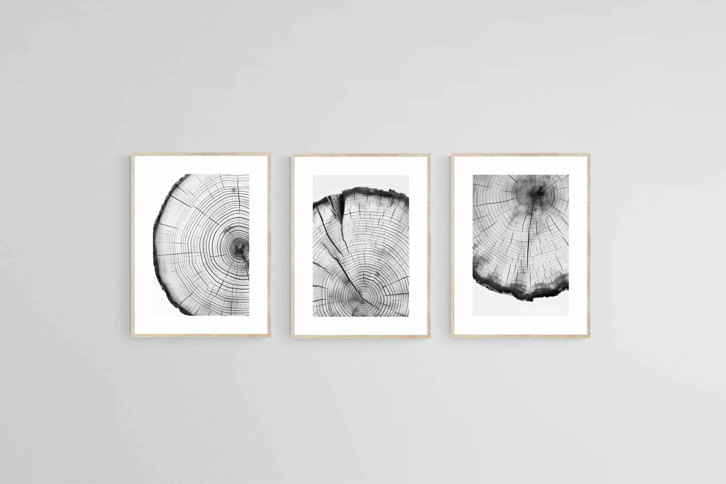 Tree Rings Set